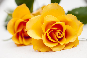 orange rose flower