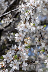 Cherry tree blossoming in the garden.