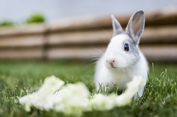 Bébé lapin gris blanc