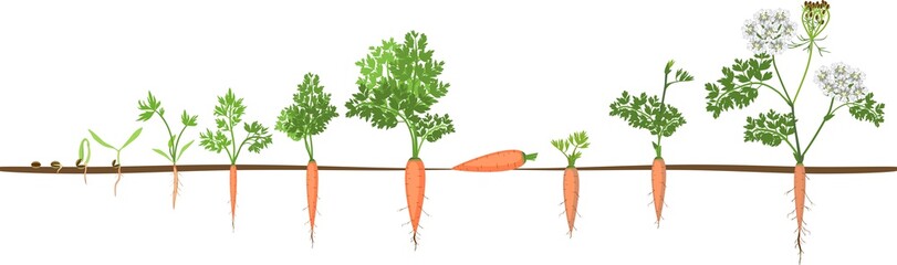 A two-year life cycle of carrot development from planting a seed to flowering plant. Carrot growth stage