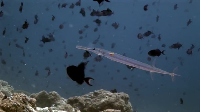 Fish flute and school of fish underwater on background of reflection sun seabed. Unique amazing video footage. Abyssal relax diving. Natural aquarium of sea and ocean. Beautiful animals.