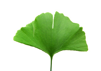 Fototapeta premium green ginkgo biloba isolated on white background
