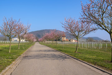 Fototapeta na wymiar Blühende Mandelbäume (Prunus dulcis)