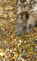 Autumn, leaf fall. Falling yellow leaves from a birch tree growing on the pedestrian sidewalk cover a thick layer of asphalt at the roots of a tree. Fragment. Vertical frame