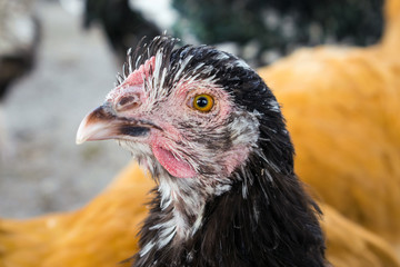 Close up of black hen Orpington breed. Big black chicken Orpington breed on the farm