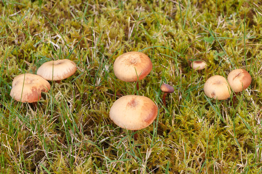 Champignons panéole des moissons dans l'herbe