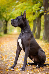 Black great dane dog - obrazy, fototapety, plakaty