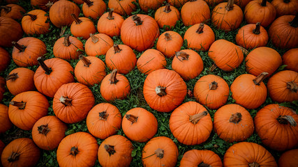 Pumpkins laid out in the grass.