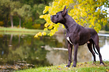 Black great dane dog