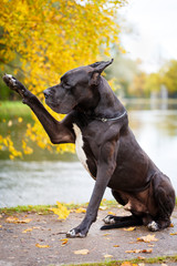 Black great dane dog