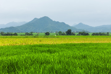 Fototapeta premium Rice fields and mountains. Island of Flores, Indonesia