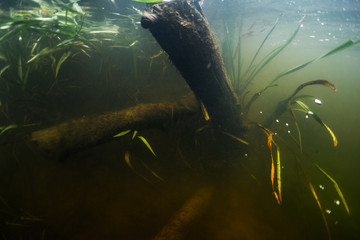 Underwater view of the river bottom with old trees and weed