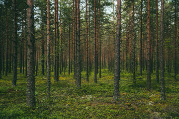 Fototapeta na wymiar Green infinite forest