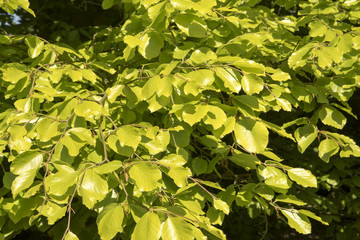 Fagus sylvatica 'Zlatia'