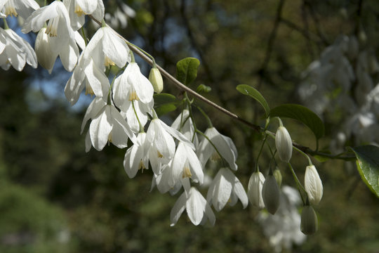 Halesia diptera var. magniflora