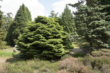 Picea abies 'Pumila Nigra'