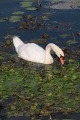 Mute swan eating algae