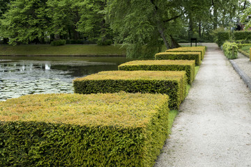 Clipped blocs of Taxus baccata
