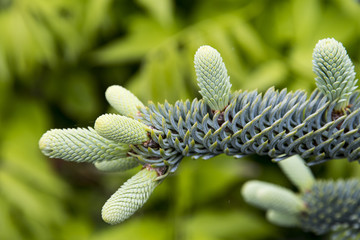 Abies procera 'Glauca'