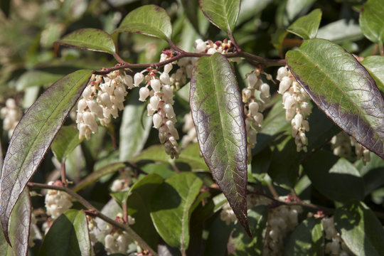 Leucothoe fontanesiana