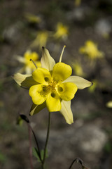 Aquilegia chrysantha