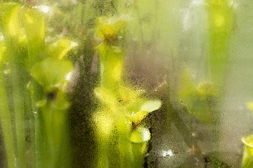 Carnivorous plants behind a window