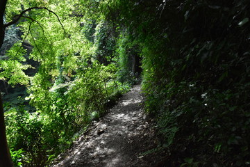 Fototapeta na wymiar 緑のトンネル