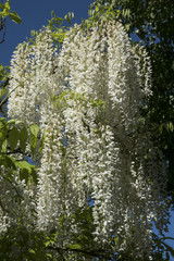 Wisteria floribunda 'Alba'