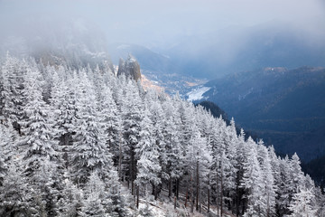 winter landscape with snowy fir trees in the mountains