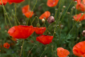 Blossom Cyprus Plant