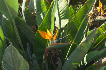Blossom Cyprus Plant