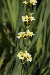 Sisyrinchium striatum