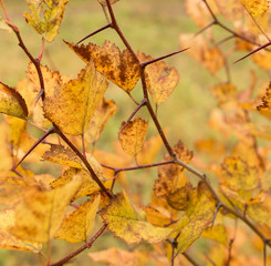 autumn leaves