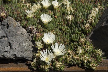 Delosperma congestum 'Alba'