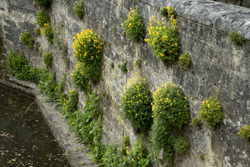 Pseudofumaria lutea (syn. Corydalis lutea)