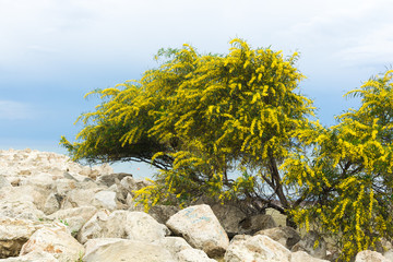 Blossom Cyprus Plant