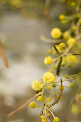 Blossom Cyprus Plant