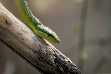 Obraz premium Mamba vert