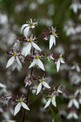 Saxifraga stolonifera 'East Rusto Form'
