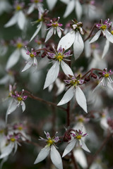 Saxifraga stolonifera 'East Rusto Form'