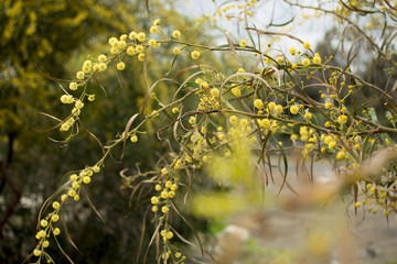 Blossom Cyprus Plant