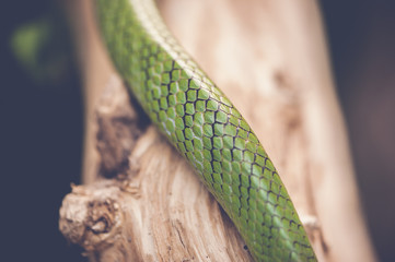 Détail mamba vert peau de serpent