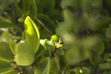 Blossom Cyprus Plant