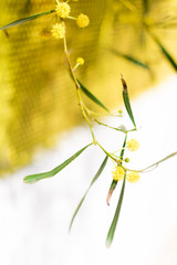 Blossom Cyprus Plant