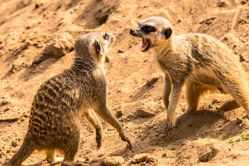Erdmännchen