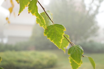 Загородный парк