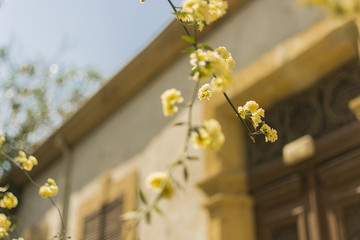 Blossom Cyprus Plant