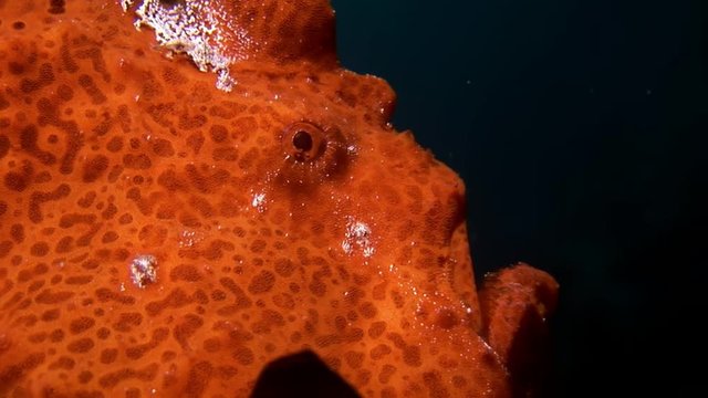 Fish angler closeup macro video underwater on seabed in Maldives. Unique amazing footage. Abyssal relax diving. Natural aquarium of sea and ocean. Beautiful animals.