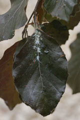 Aphids Phyllapis fagi  on the beech