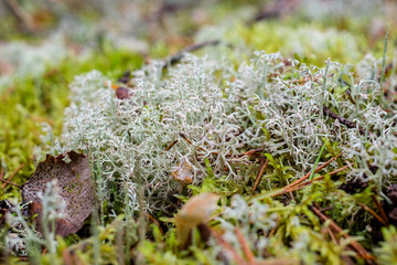 gray moss in the woods close-up